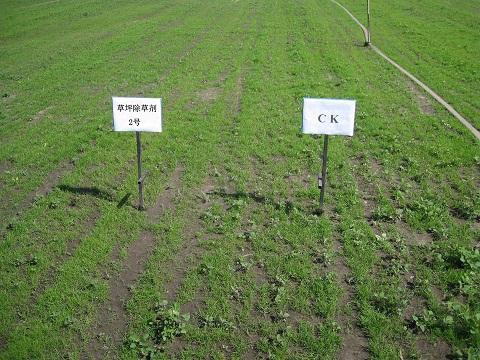 �²���ƺʹ�ó��ݼ�Ч��